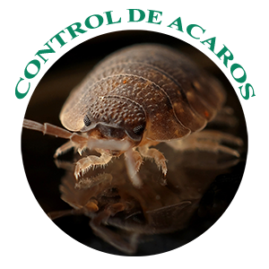 control-de-acaros