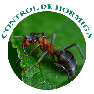 control-de-hormigas