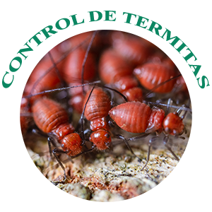 control-de-termitas